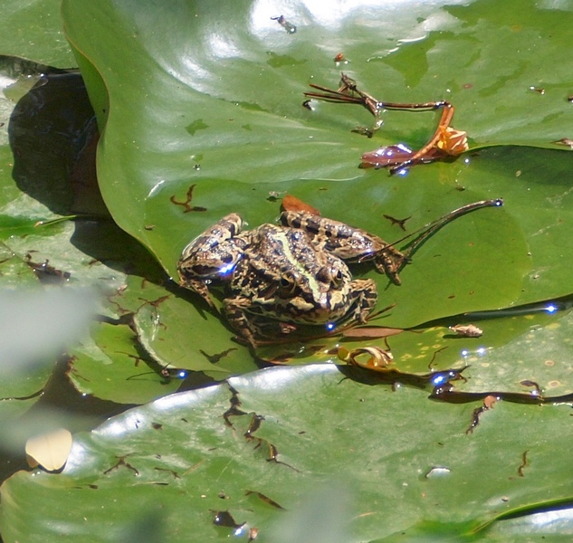 Pelophylax